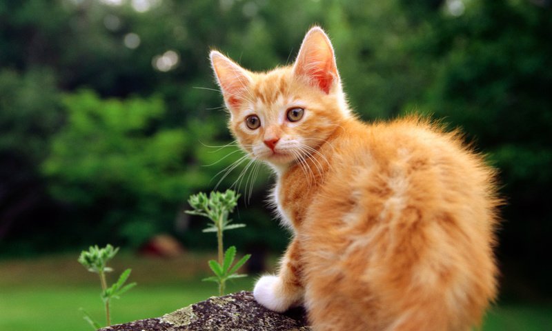 Обои природа, кошка, котенок, камень, рыжий, nature, cat, kitty, stone, red разрешение 1920x1200 Загрузить
