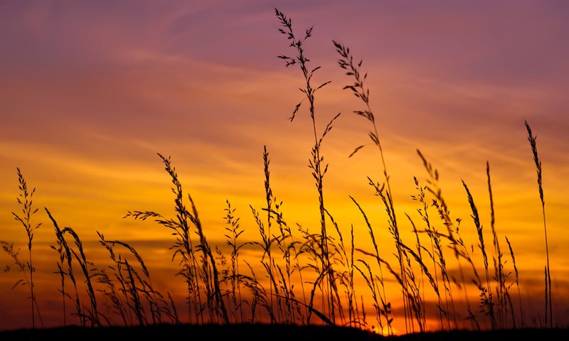 Обои небо, трава, природа, закат, макро, поле, колоски, the sky, grass, nature, sunset, macro, field, spikelets разрешение 2560x1600 Загрузить