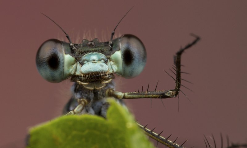 Обои глаза, фон, лист, насекомые, стрекоза, лапки, крупным планом, eyes, background, sheet, insects, dragonfly, legs, closeup разрешение 2048x1365 Загрузить