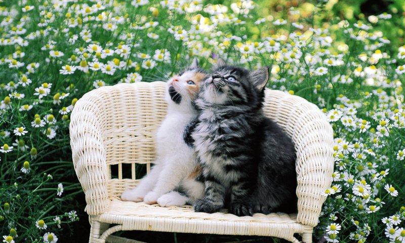 Обои цветы, стул, ромашки, кошки, котята, двое, flowers, chair, chamomile, cats, kittens, two разрешение 1920x1200 Загрузить