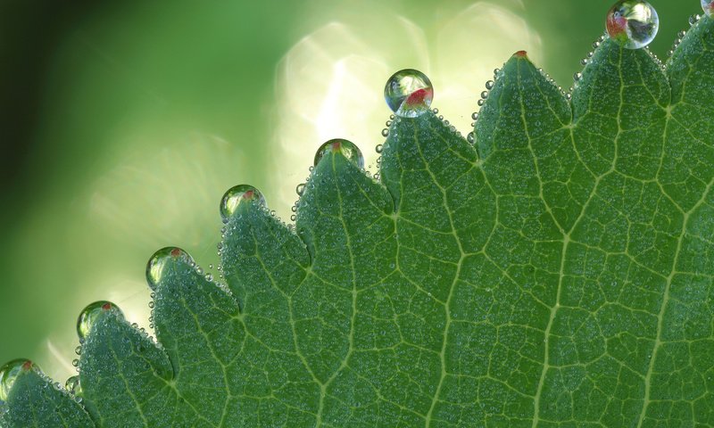 Обои зелёный, макро, капли, блики, лист, боке, green, macro, drops, glare, sheet, bokeh разрешение 2560x1600 Загрузить