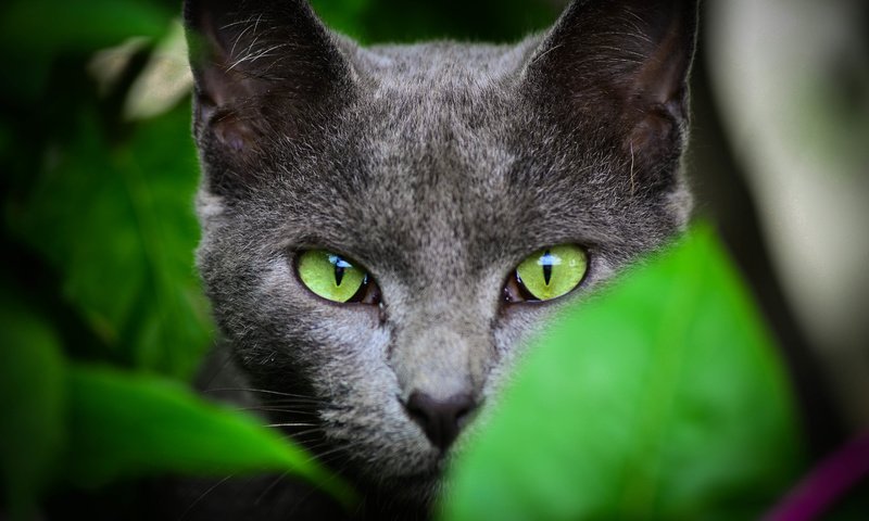 Обои глаза, уши, морда, листья, кот, шерсть, кошка, взгляд, серый, зеленые, green, eyes, ears, face, leaves, cat, wool, look, grey разрешение 4928x3264 Загрузить