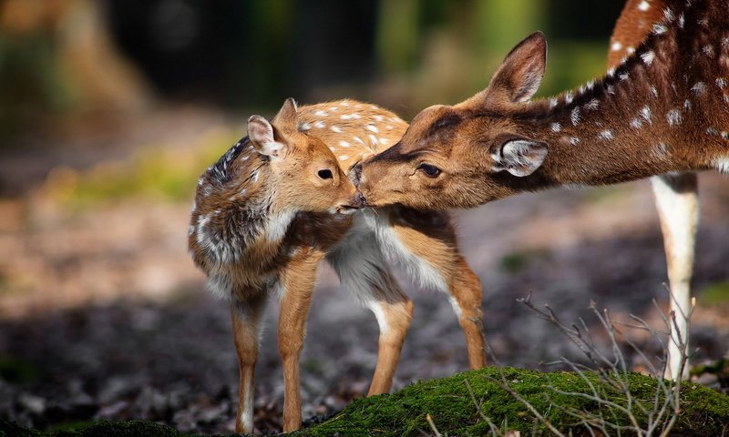 Обои природа, фон, животные, мох, олени, nature, background, animals, moss, deer разрешение 1920x1200 Загрузить