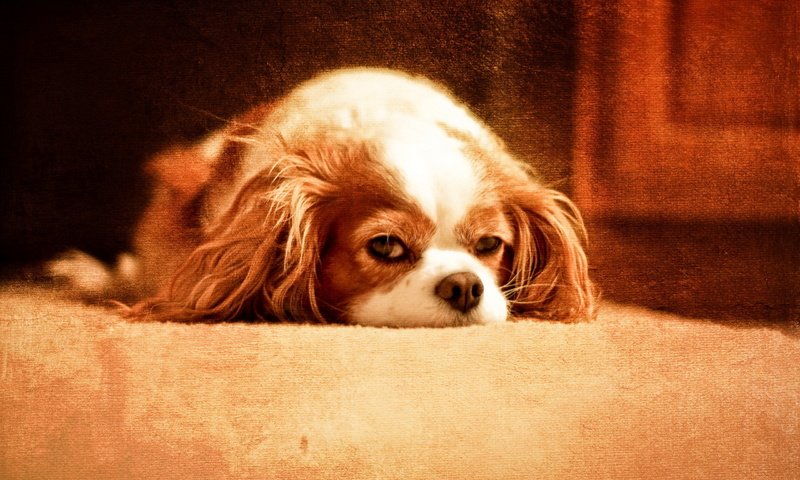 Обои собака, лежит, щенок, пол, кавалер кинг-чарльз--спаниель, dog, lies, puppy, floor, the cavalier king charles spaniel-- разрешение 2560x1600 Загрузить