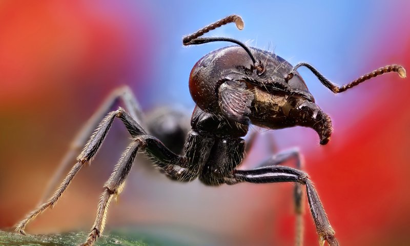 Обои макро, усы, насекомые, муравей, усики, челюсти, лапки, macro, mustache, insects, ant, antennae, jaw, legs разрешение 2560x1600 Загрузить