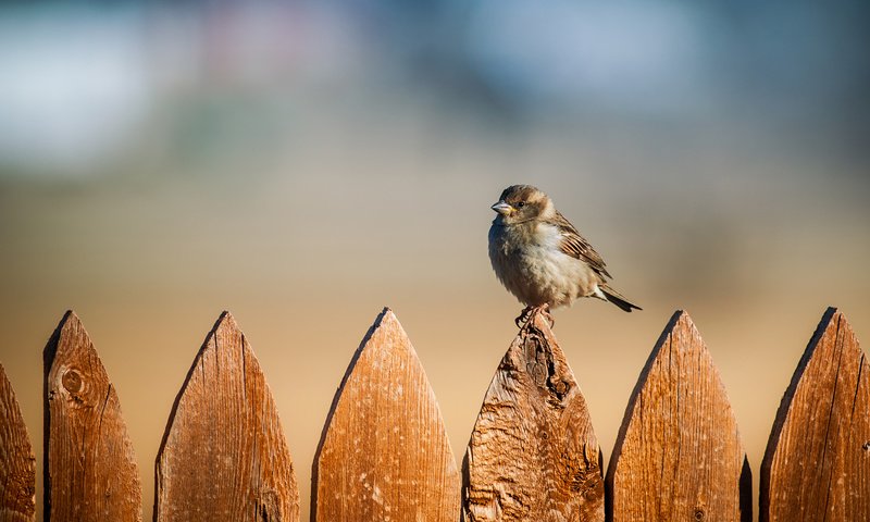 Обои фон, забор, птицы, воробей, background, the fence, birds, sparrow разрешение 1920x1280 Загрузить