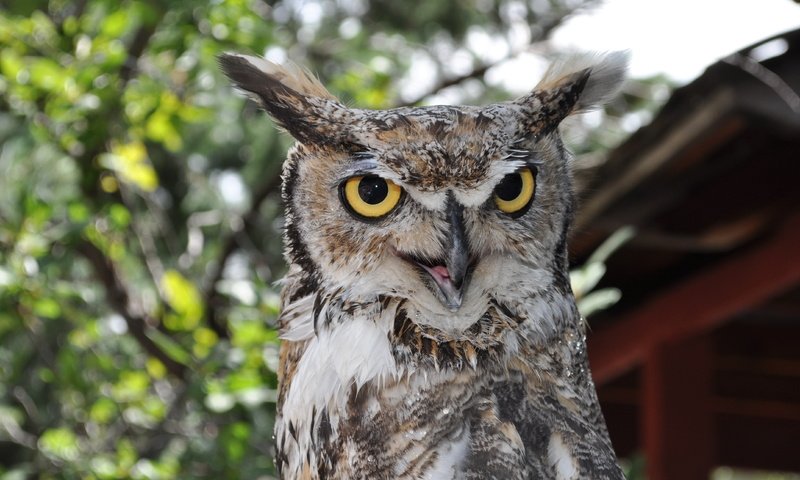 Обои глаза, сова, взгляд, птица, большая рогатая сова, eyes, owl, look, bird, great horned owl разрешение 4288x2848 Загрузить