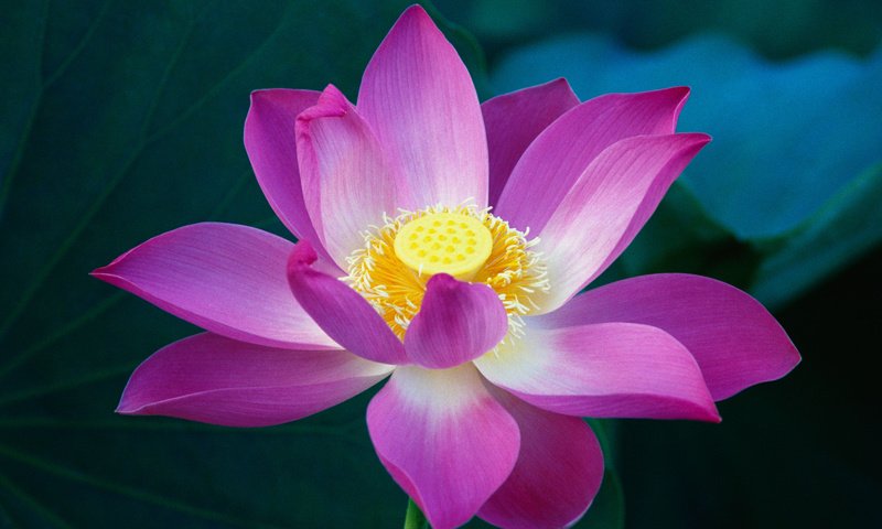 Обои макро, цветок, лотос, розовый, macro, flower, lotus, pink разрешение 3200x2000 Загрузить