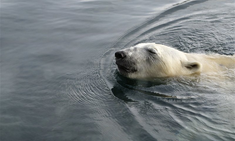 Обои вода, медведь, белый, животное, полярный, water, bear, white, animal, polar разрешение 2560x1600 Загрузить