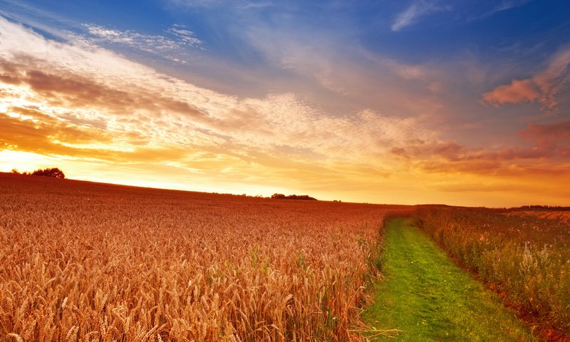 Обои небо, дорога, трава, облака, солнце, поле, колосья, пшеница, the sky, road, grass, clouds, the sun, field, ears, wheat разрешение 2560x1600 Загрузить