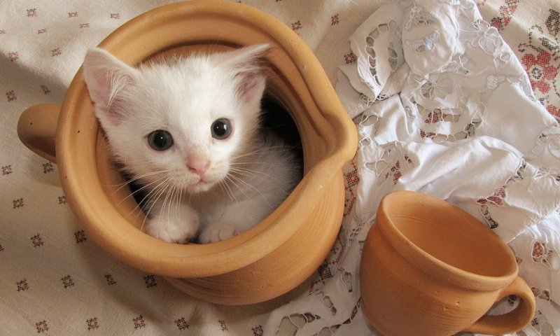 Обои кошка, котенок, белый, чашка, кувшин, скатерть, cat, kitty, white, cup, pitcher, tablecloth разрешение 1920x1200 Загрузить