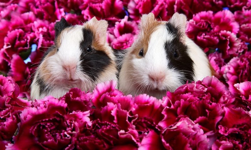 Обои цветы, животные, морские свинки, flowers, animals, guinea pigs разрешение 1920x1200 Загрузить