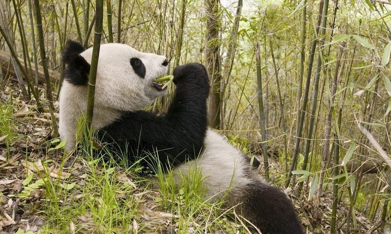 Обои природа, животные, панда, медведь, бамбук, бамбуковый медведь, большая панда, nature, animals, panda, bear, bamboo, bamboo bear, the giant panda разрешение 1920x1200 Загрузить