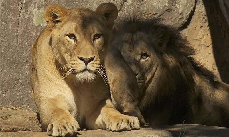 Обои львы, лев, львица, зоопарк, lions, leo, lioness, zoo разрешение 2560x1600 Загрузить