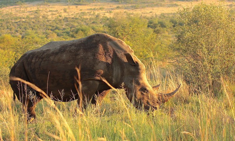 Обои трава, деревья, животные, носорог, саванна, grass, trees, animals, rhino, savannah разрешение 2048x1365 Загрузить