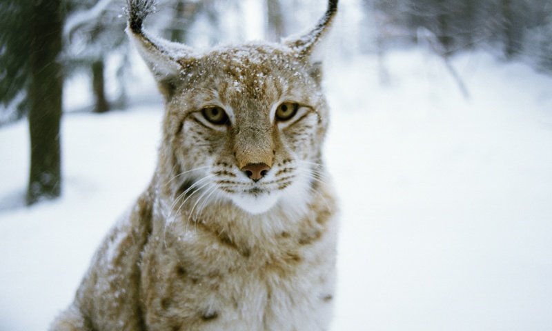Обои лес, зима, рысь, хищник, дикая кошка, forest, winter, lynx, predator, wild cat разрешение 2880x1800 Загрузить