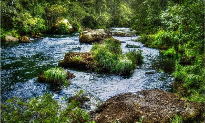 Обои трава, река, камни, лес, пейзаж, поток, grass, river, stones, forest, landscape, stream разрешение 2560x1600 Загрузить