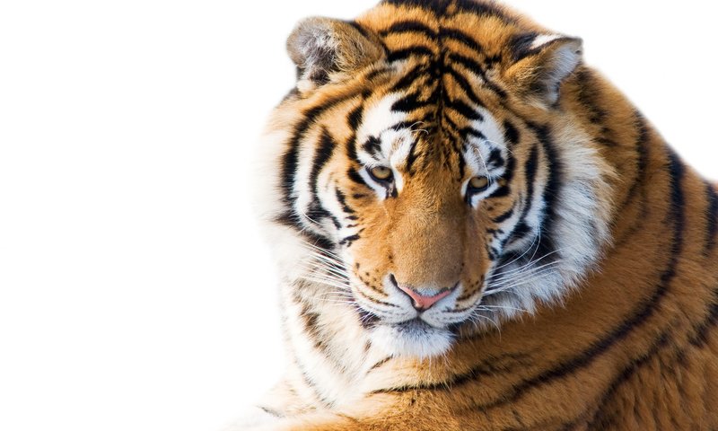 Обои тигр, морда, кошка, взгляд, белый фон, амурский, tiger, face, cat, look, white background, amur разрешение 5008x3340 Загрузить