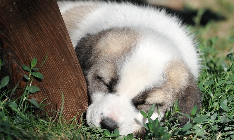 Обои морда, трава, сон, собака, щенок, милый, face, grass, sleep, dog, puppy, cute разрешение 1920x1280 Загрузить