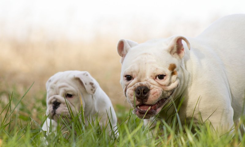 Обои улыбка, щенок, собаки, английский бульдог, трава., smile, puppy, dogs, english bulldog, grass. разрешение 1920x1200 Загрузить