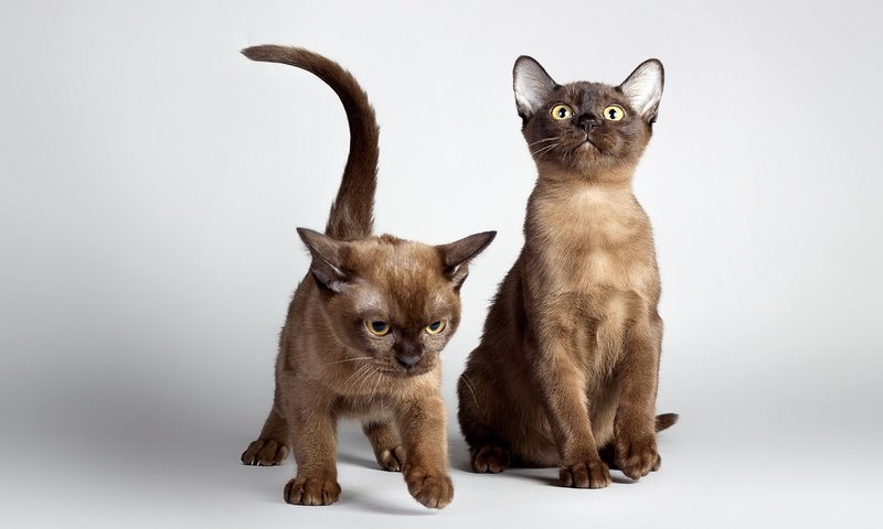 Обои кошки, котята, двое, домашние животные, cats, kittens, two, pets разрешение 2560x1600 Загрузить