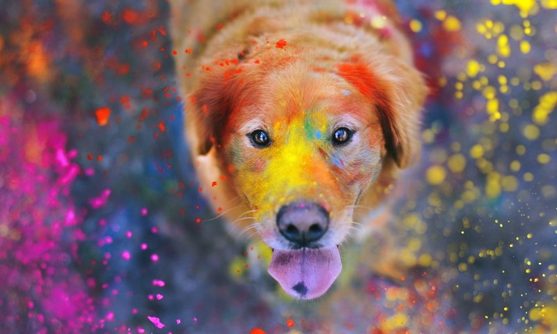 Обои морда, собака, брызги, краска, язык, золотистый ретривер, face, dog, squirt, paint, language, golden retriever разрешение 1920x1080 Загрузить