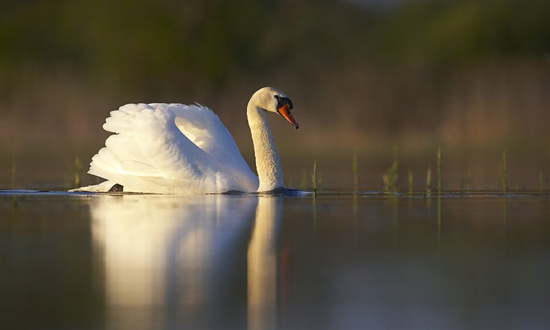 Обои озеро, отражение, белый, птица, пруд, лебедь, lake, reflection, white, bird, pond, swan разрешение 1920x1200 Загрузить