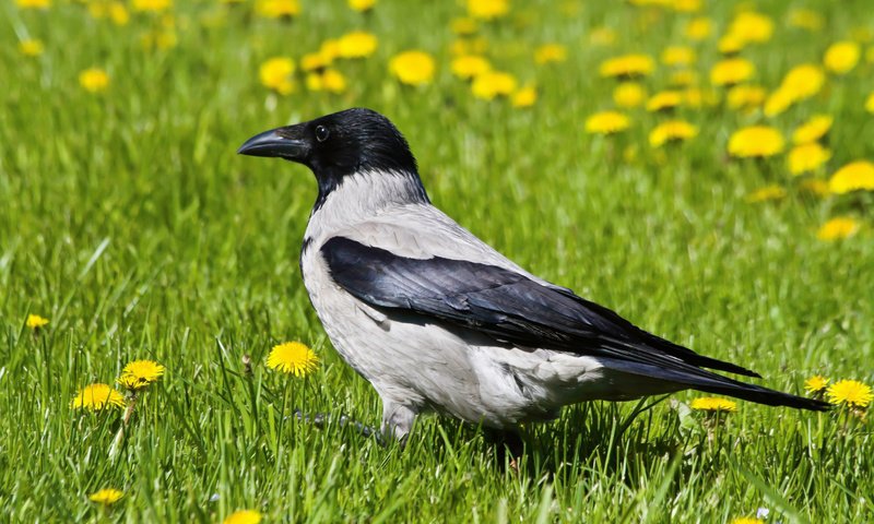 Обои трава, птицы, клюв, одуванчики, ворона, grass, birds, beak, dandelions, crow разрешение 1920x1200 Загрузить