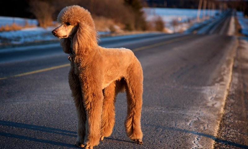 Обои дорога, собака, пудель, road, dog, poodle разрешение 1920x1200 Загрузить