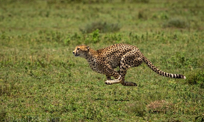 Обои трава, хищник, животное, бег, гепард, бежит, grass, predator, animal, running, cheetah, runs разрешение 2048x1232 Загрузить