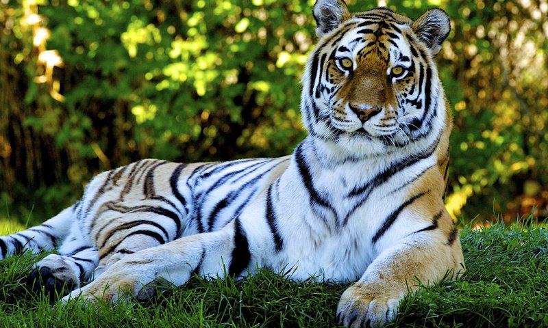Обои тигр, трава, природа, кошка, лежит, хищник, tiger, grass, nature, cat, lies, predator разрешение 1920x1200 Загрузить