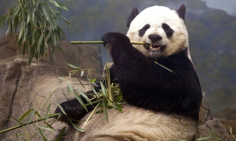 Обои животные, панда, медведь, кушает, бамбуковый медведь, большая панда, animals, panda, bear, eats, bamboo bear, the giant panda разрешение 2048x1334 Загрузить