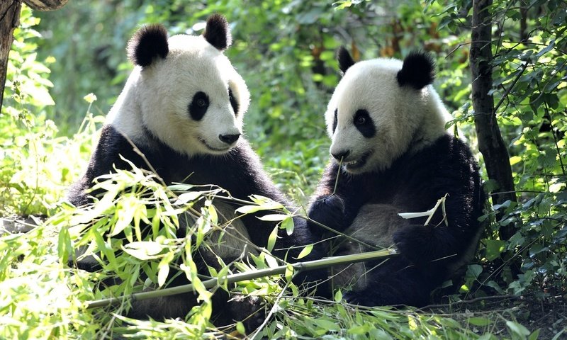 Обои листья, панды, бамбуковый медведь, большая панда, leaves, panda, bamboo bear, the giant panda разрешение 2048x1337 Загрузить