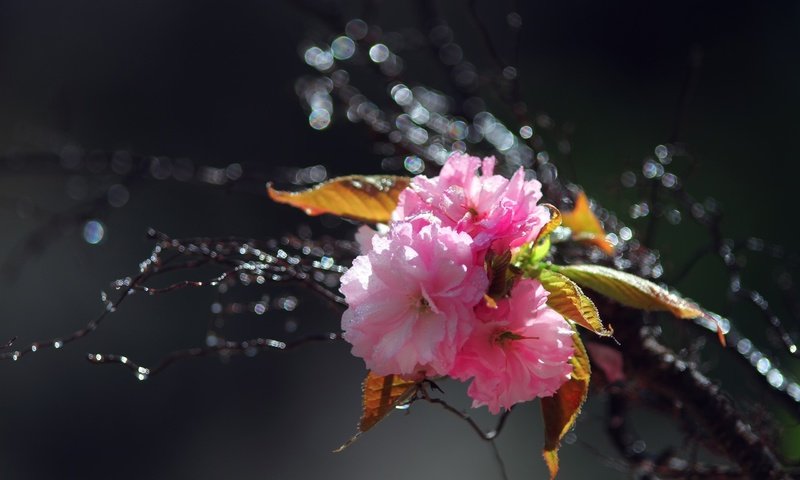 Обои цветы, вода, ветка, цветение, капли, весна, розовые, сакура, flowers, water, branch, flowering, drops, spring, pink, sakura разрешение 2560x1600 Загрузить