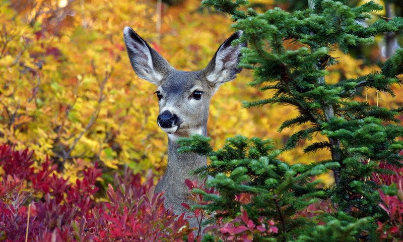 Обои деревья, лес, олень, осень, ушки, животное, trees, forest, deer, autumn, ears, animal разрешение 1920x1200 Загрузить