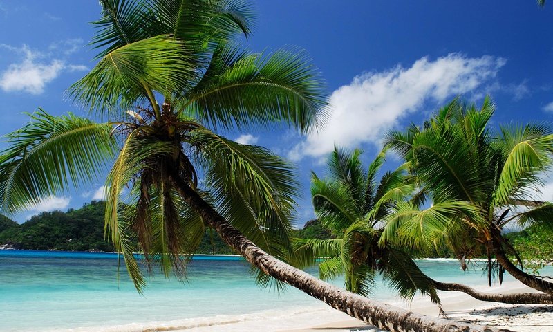 Обои пляж, пальмы, тропики, beach, palm trees, tropics разрешение 3872x2592 Загрузить