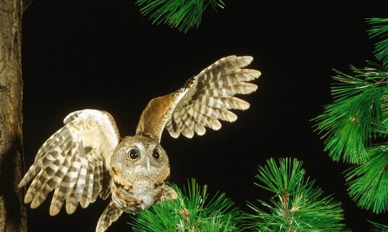Обои ночь, сова, дерево, птица, night, owl, tree, bird разрешение 2560x1440 Загрузить