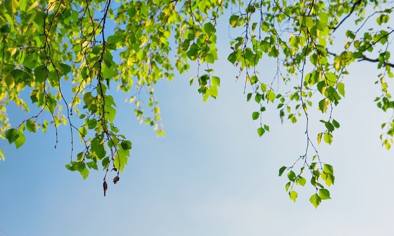 Обои небо, дерево, листья, ветки, весна, береза, the sky, tree, leaves, branches, spring, birch разрешение 2560x1600 Загрузить