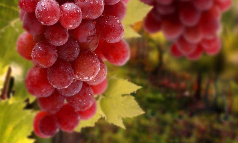 Обои листья, виноград, капли, красный, гроздь, leaves, grapes, drops, red, bunch разрешение 2560x1600 Загрузить
