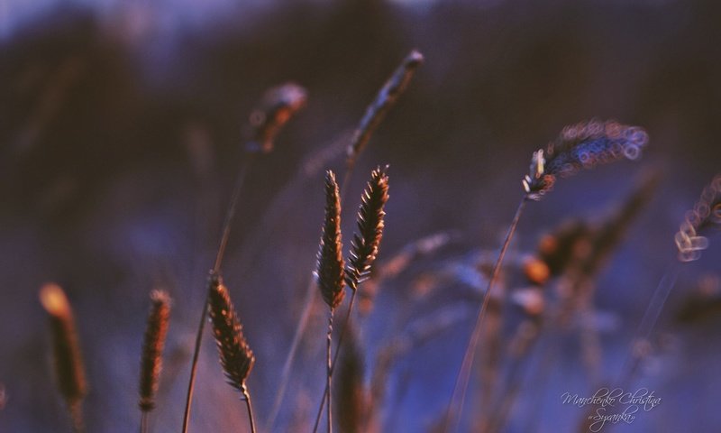 Обои трава, фон, поле, колосья, grass, background, field, ears разрешение 1920x1200 Загрузить