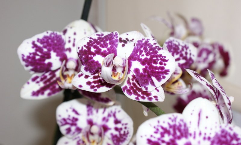 Обои макро, цветок, лепестки, орхидея, пятнистая, macro, flower, petals, orchid, spotted разрешение 2560x1600 Загрузить