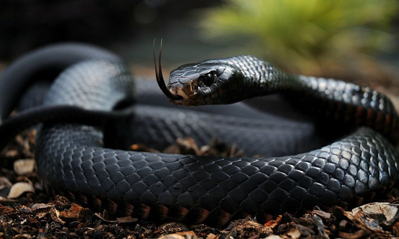 Обои глаза, змеи, чешуя, жало, черная змея, черная мамба, eyes, snakes, scales, sting, black snake, black mamba разрешение 1920x1080 Загрузить