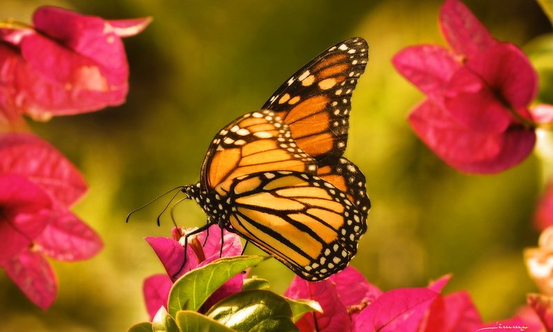 Обои цветы, макро, бабочка, крылья, насекомые, данаида монарх, flowers, macro, butterfly, wings, insects, the monarch разрешение 2048x1301 Загрузить