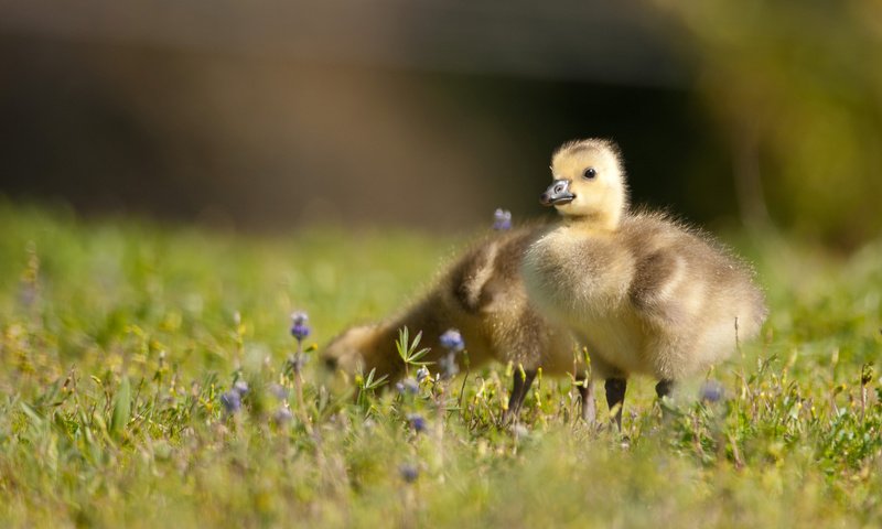 Обои цветы, трава, птицы, птенцы, канадская казарка, канадский гусь, flowers, grass, birds, chicks, the canada goose, canadian goose разрешение 2048x1366 Загрузить