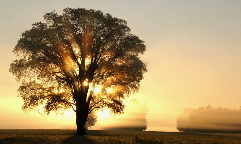 Обои свет, деревья, солнце, дерево, лучи, утро, поле, рассвет, light, trees, the sun, tree, rays, morning, field, dawn разрешение 3008x2000 Загрузить