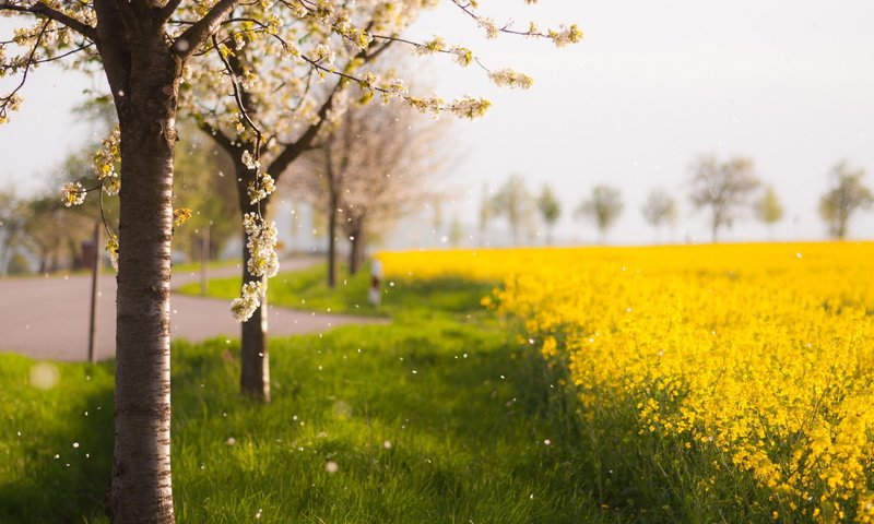 Обои цветы, деревья, природа, цветение, поле, лепестки, весна, flowers, trees, nature, flowering, field, petals, spring разрешение 2560x1600 Загрузить