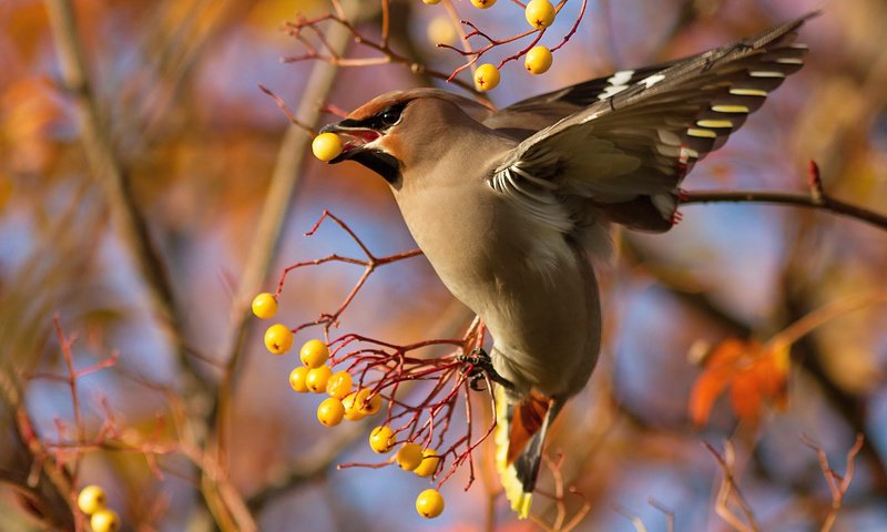 Обои ветка, птица, ягоды, свиристель, branch, bird, berries, the waxwing разрешение 2048x1410 Загрузить