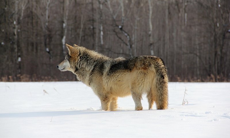 Обои снег, природа, лес, зима, хищник, волк, snow, nature, forest, winter, predator, wolf разрешение 1920x1200 Загрузить