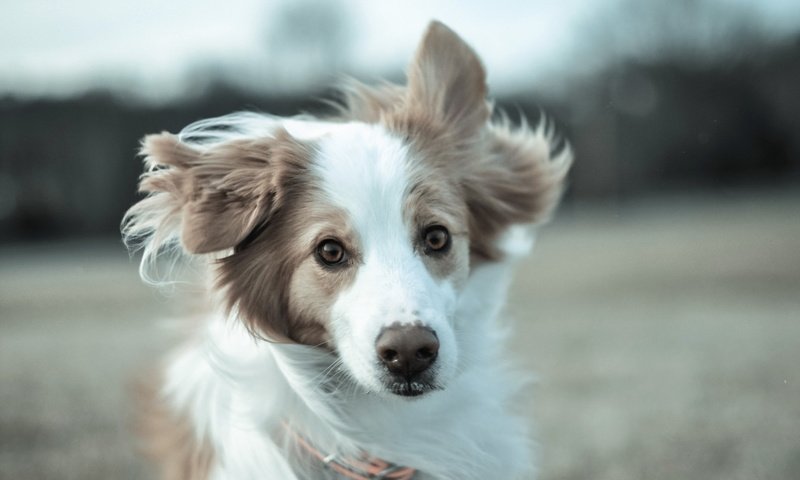 Обои взгляд, собака, друг, бордер-колли, бордер -колли, look, dog, each, the border collie разрешение 1920x1200 Загрузить