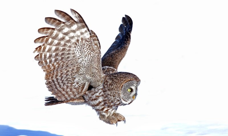 Обои сова, полет, крылья, птица, белый фон, owl, flight, wings, bird, white background разрешение 3000x1968 Загрузить